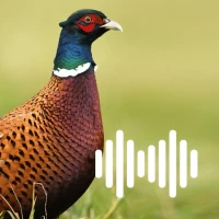 Pheasant Hunting Calls