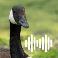 Goose Hunting Calls