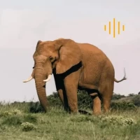 Animal Sounds - enjoy sounds