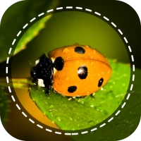 Insect identifier by Photo Cam