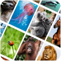 Picture Quiz: Animals