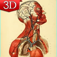 3D Anatomy Atlas