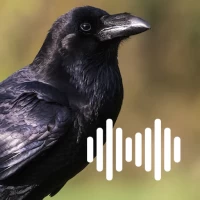 Crow Hunting Calls