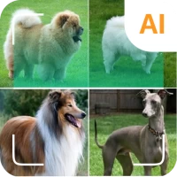 Dog breed identifier