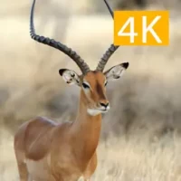 Hunting 4K