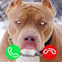 Pitbull Fake Video Call Game