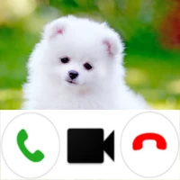 Pomeranian Dog Video Call Simu