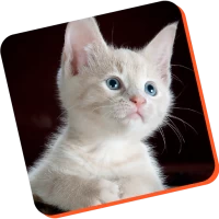 cat training guide app