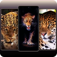 Leopard Wallpapers