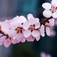 Cherry Blossom Live Wallpaper