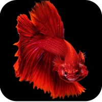 Betta Fish Wallpapers 4K