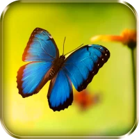 Butterflies Live Wallpaper