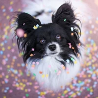 Papillon Dog