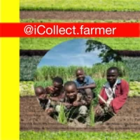 @iCollect.farmer