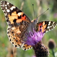 Butterfly Spotter