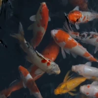 Real Aquarium Live Wallpaper