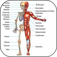 3D Human Anatomy