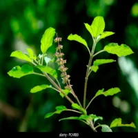 Medicinal Plants Kerala