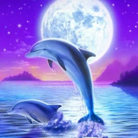 Dolphin Wallpapers