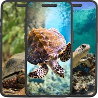 Turtles Wallpapers