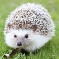 Hedgehog Pet