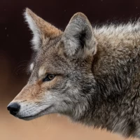 Coyote Sounds