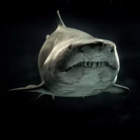 Shark Wallpapers