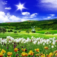 Spring Nature Live Wallpaper