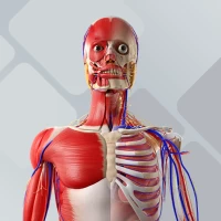 BioAtlas - Anatomia Humana 3D